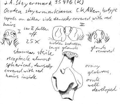 Vorschaubild Ocotea steyermarkiana C.K. Allen